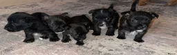 Mixed Breed dogs for sale: West highland cross Scottish terriers 2 left!  - Advert 4