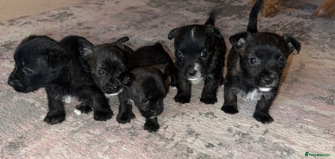Mixed Breed dogs for sale: West highland cross Scottish terriers 2 left!  - Advert 4