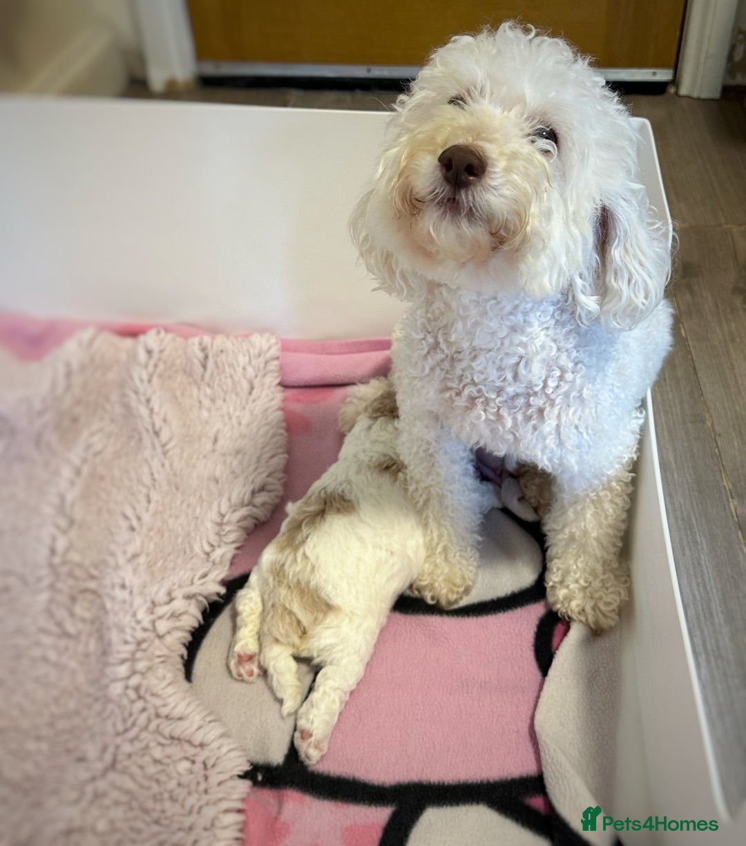 Cockapoo dogs for sale: Cockapoo Babies - Image 8