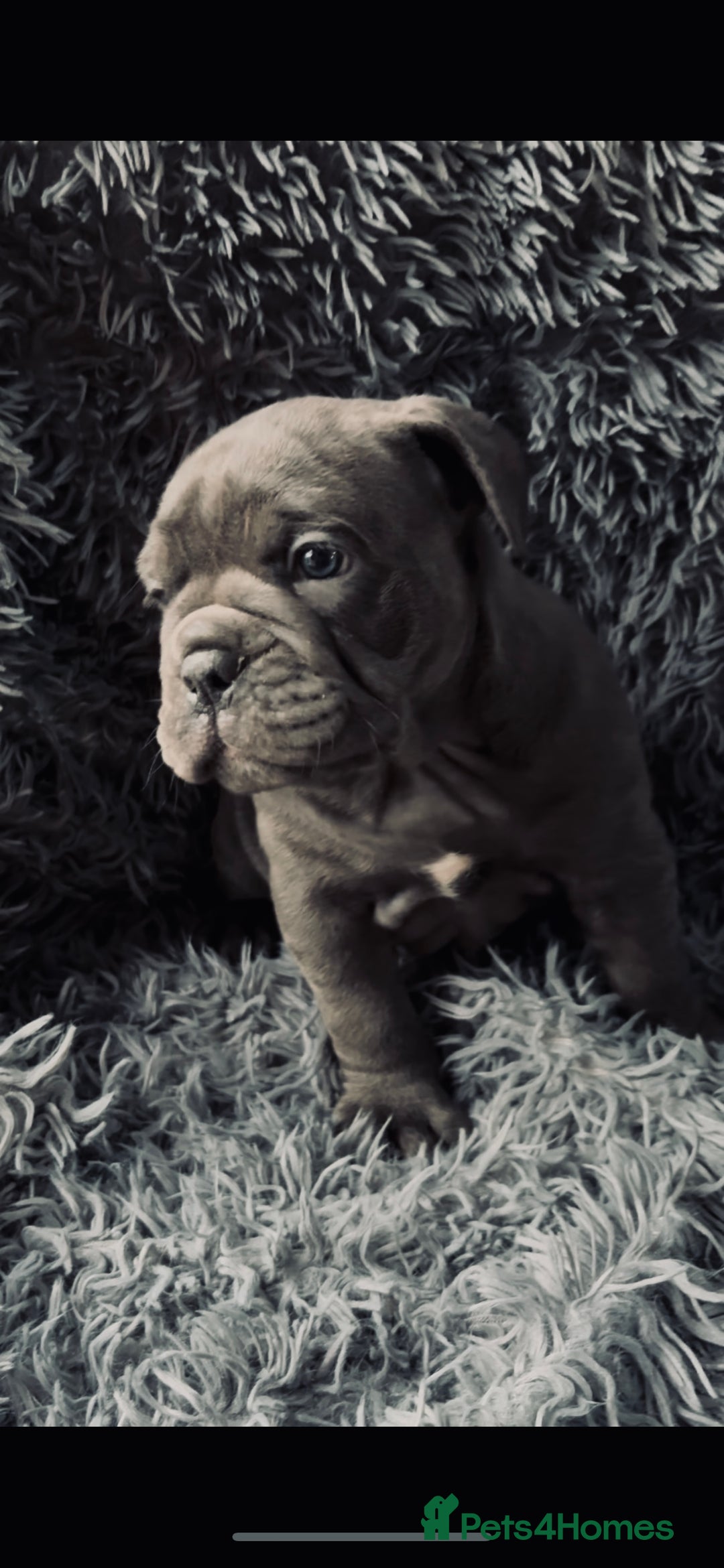 Olde English Bulldogge dogs for sale: Olde English Bulldogge Puppies - Image 7