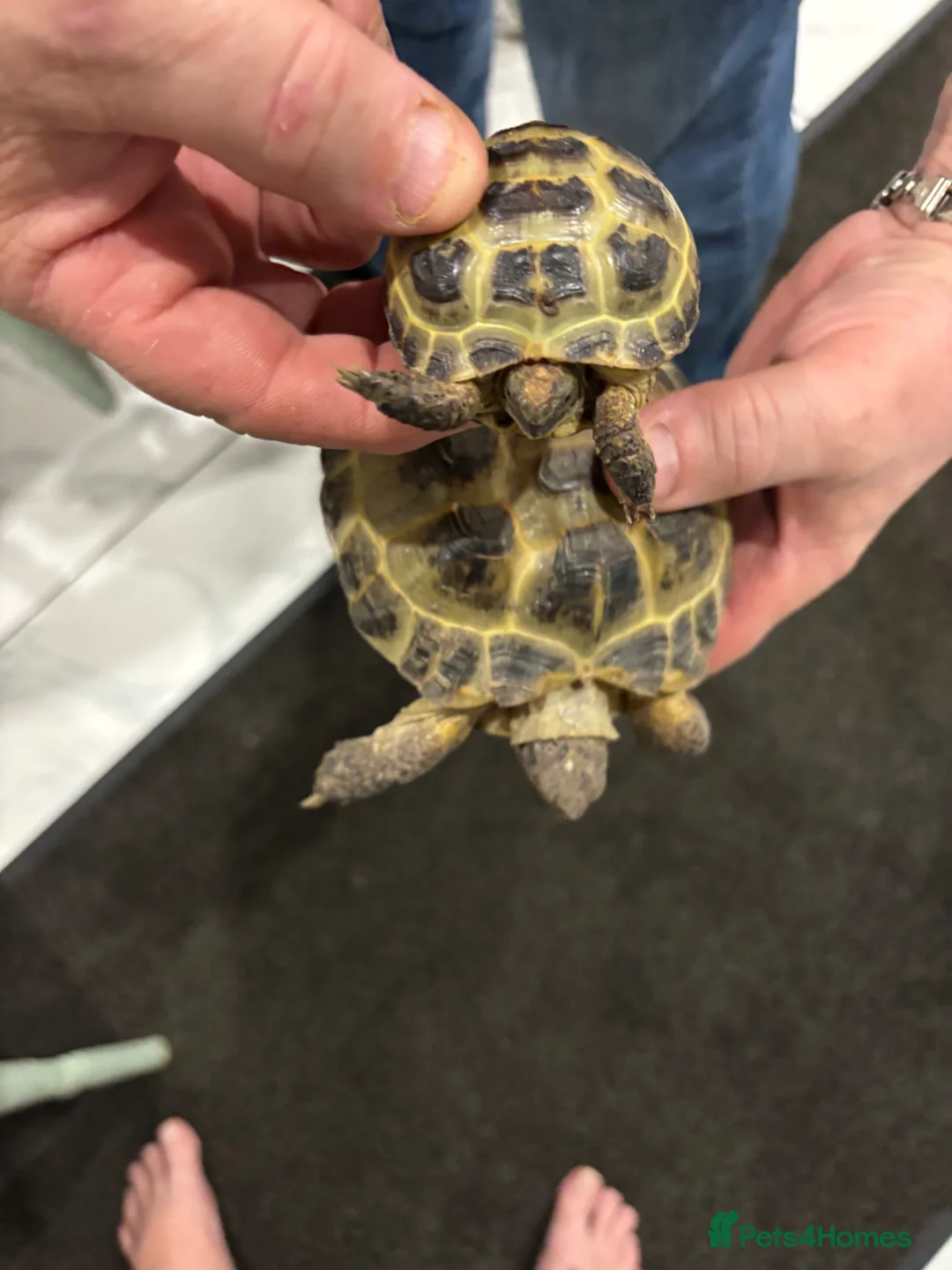 Tortoise reptiles for sale: Three tortoises  - Advert 8