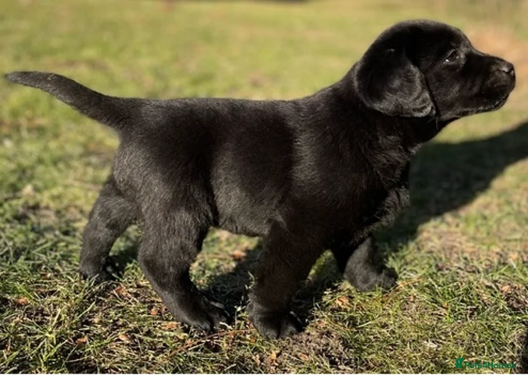 Labrador Retriever dogs for adoption: CHARLIE - adorable boy for a Loving Home in Leeds - Advert 2