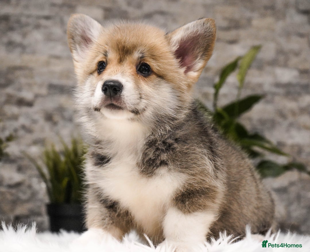 Welsh Corgi Pembroke dogs for sale: Welsh Corgi (Pembroke) - Advert 11
