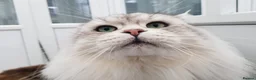 Maine Coon cats for stud: MAINE COON STUD AVAILABLE PROVEN SILVER TABBY BOY  - Advert 3