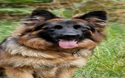 German Shepherd dogs for sale: German shepherd puppies KC register  - Image 5