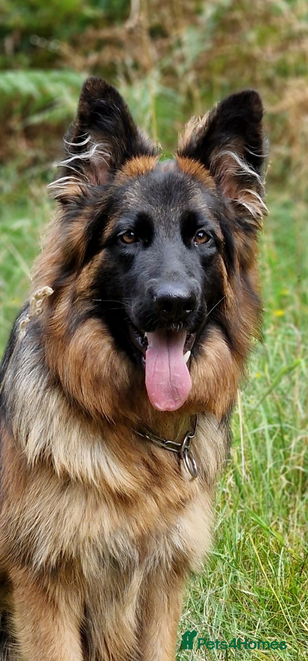 German Shepherd dogs for sale: German shepherd puppies KC register  - Image 5