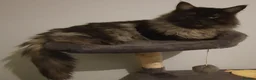 Maine Coon cats for sale: STUNNING FULL XL MAIN COONS  in Trimdon Station - Advert 4