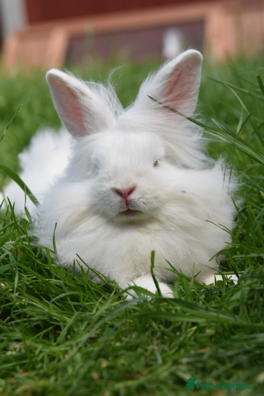 Mixed Breed rabbits for sale: 6 Month Old Lionhead x Angora Does - Image 12