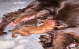 Cocker Spaniel dogs for sale: Kc registered Cocker Spaniel  - Image 9