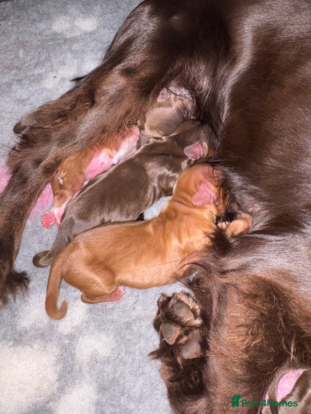 Cocker Spaniel dogs for sale: Kc registered Cocker Spaniel  - Image 9