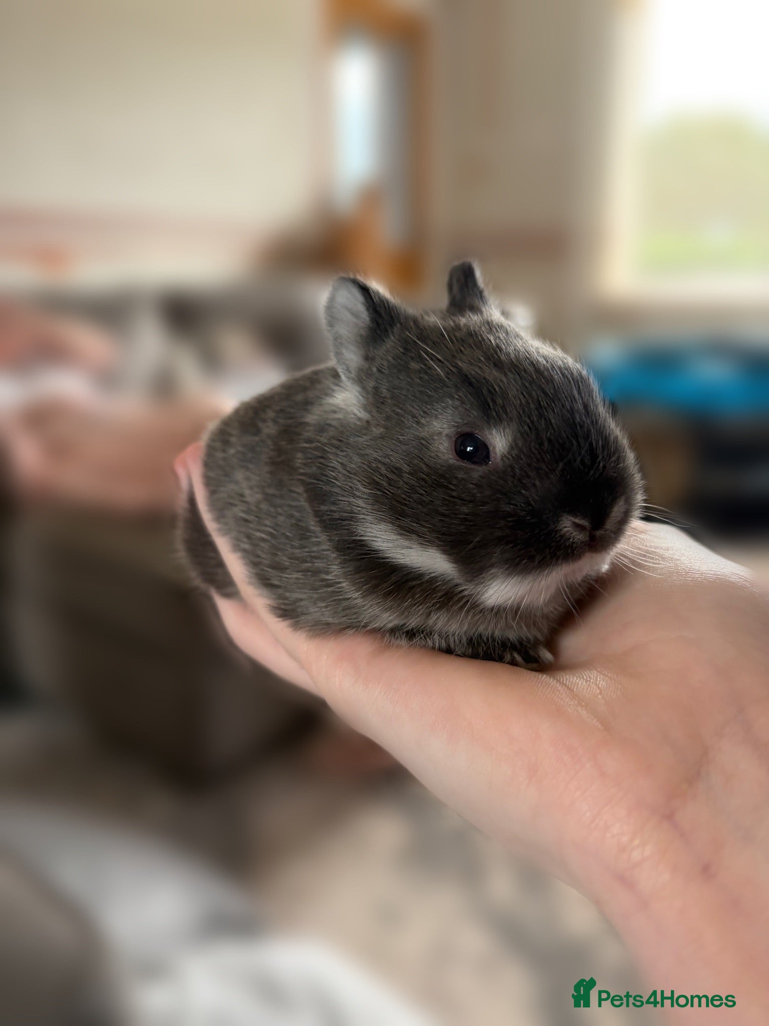 Mixed Breed rabbits miniature lionhead x netherland dwarf  - Advert 2