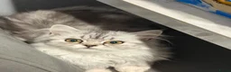 Persian cats for sale: Persian kittens  - Advert 8