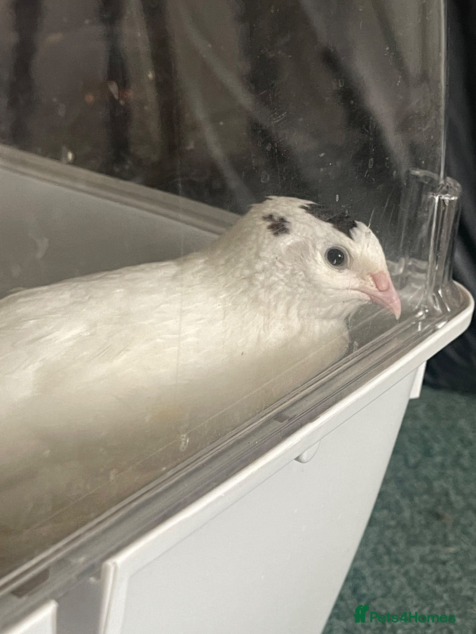 Quail poultry White Coturnix Quail Male - Advert 1