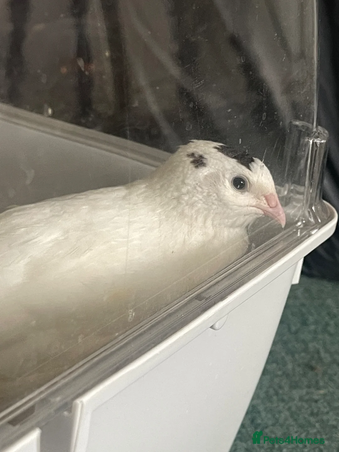 Quail poultry for sale: White Coturnix Quail Male in Tetbury - Advert 1