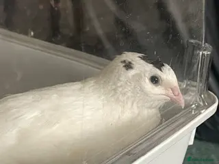 Quail poultry White Coturnix Quail Male - Advert 1