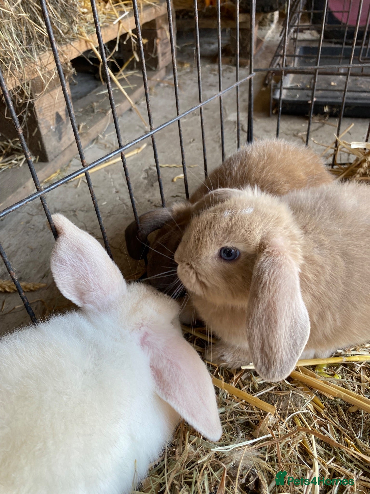 English Lop rabbits Beautiful English lop rabbits  - Advert 2