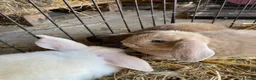 English Lop rabbits for sale: Beautiful English lop rabbits  - Advert 2