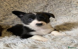 Mixed Breed dogs for sale: Gorgeous borgi pups - Image 8