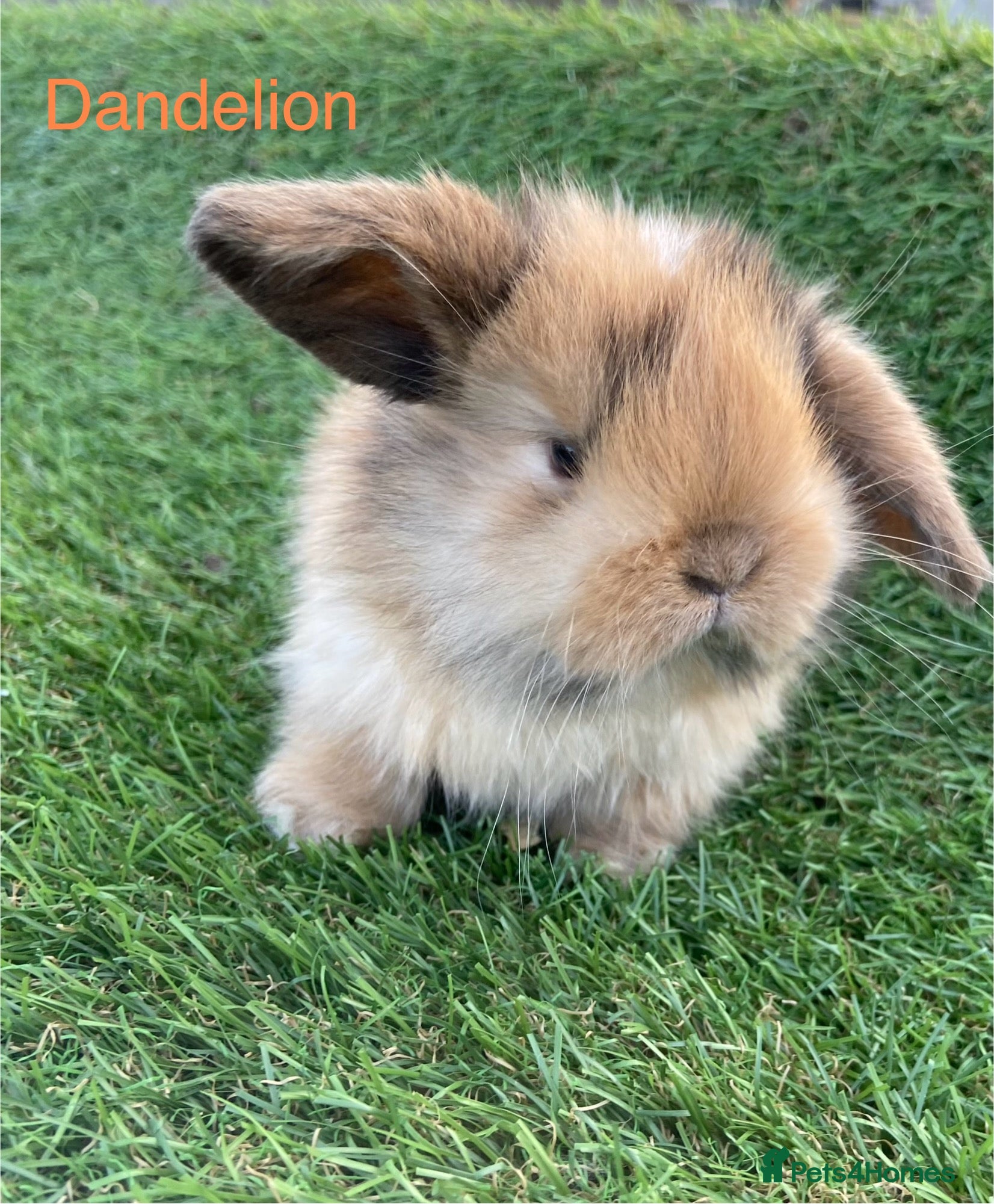 Mini Lion Lop rabbits for sale: Mini Lion Lops for sale  - Advert 1