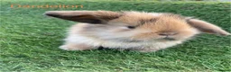Mini Lion Lop rabbits for sale: Mini Lion Lops for sale  - Advert 1