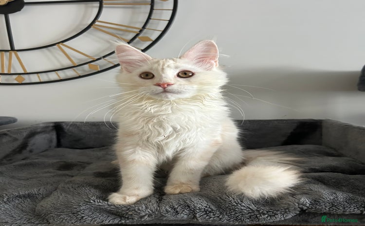 Maine Coon cats Pedigree TICA Registered Maine Coon Kittens - Advert 1