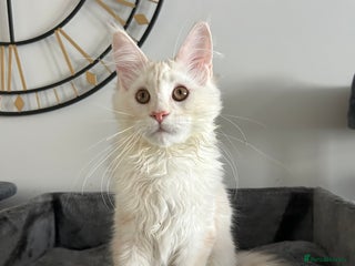 Maine Coon cats Pedigree TICA Registered Maine Coon Kittens - Advert 2