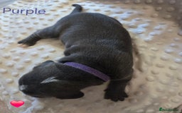 Mixed Breed dogs for sale: Old english bulldross cross american bulldog 😍❤️  - Advert 16