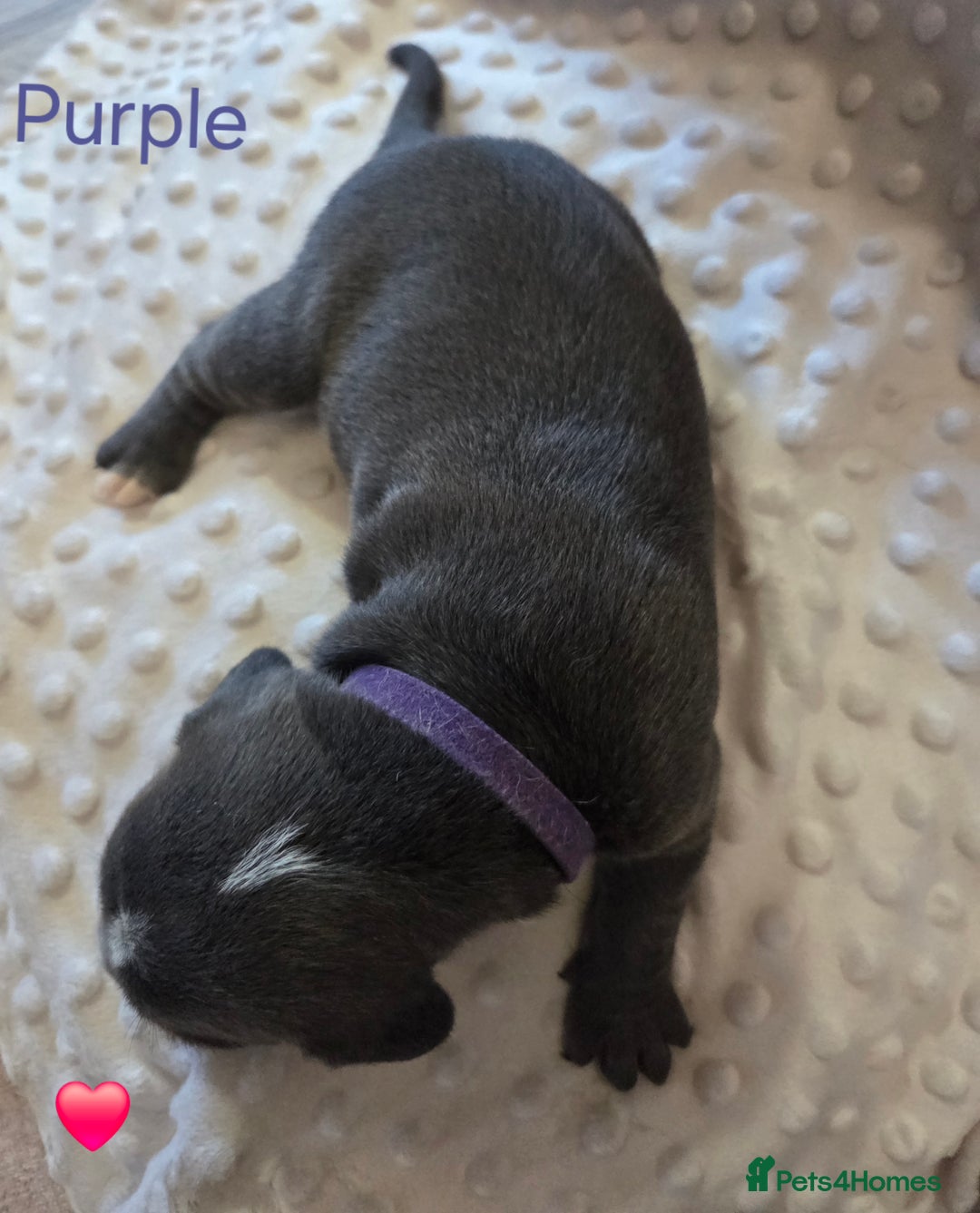 Mixed Breed dogs for sale: Old english bulldross cross american bulldog 😍❤️  - Advert 16