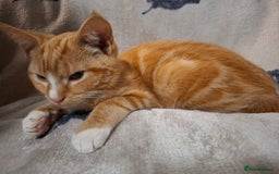 Domestic Shorthair cats for sale: 2 gorgeous ginger boys🌟 - Image 10