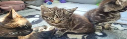 Mixed Breed cats for sale: 5 kittens available 17th October  - Advert 7