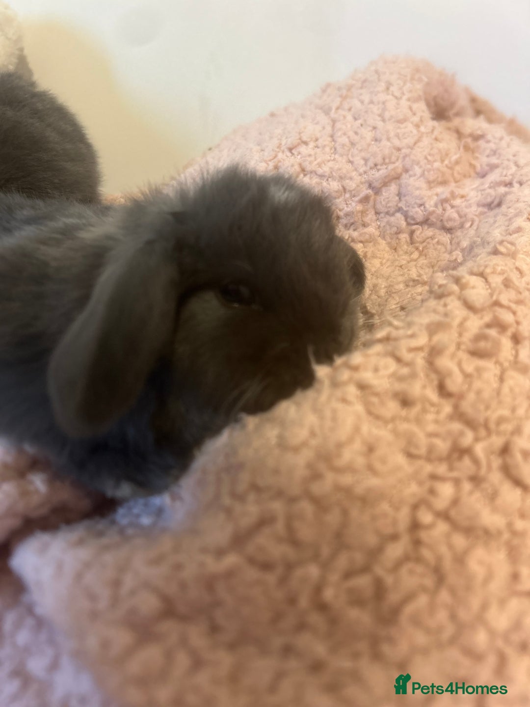 Mini Lop rabbits for sale: Gorgeous mini lops ready to reserve. - Image 6