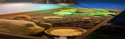 Tortoise reptiles for sale: Bowser the Russian tortoise  - Advert 6