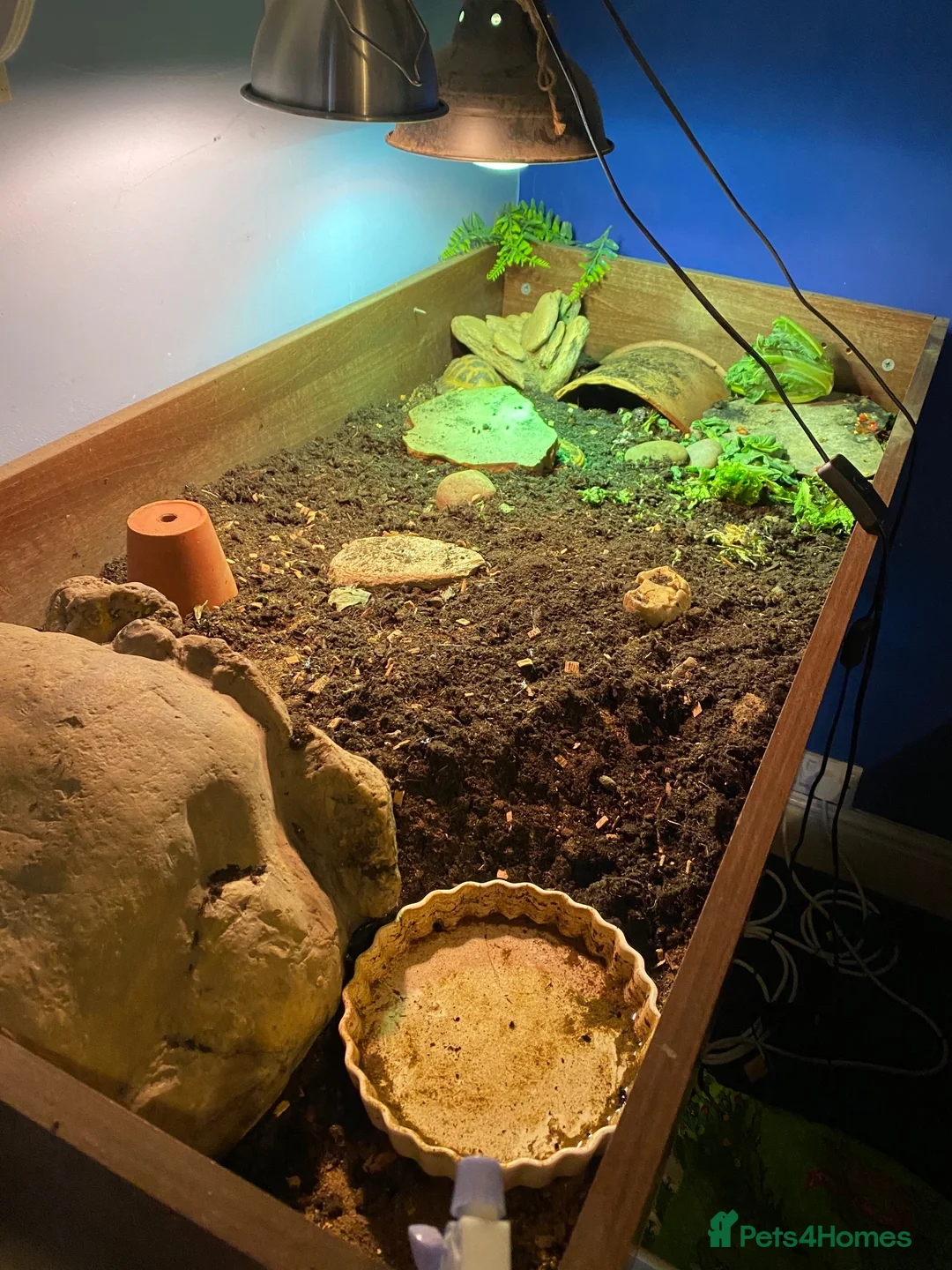 Tortoise reptiles for sale: Bowser the Russian tortoise  - Advert 6