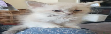 Silver aka Long John