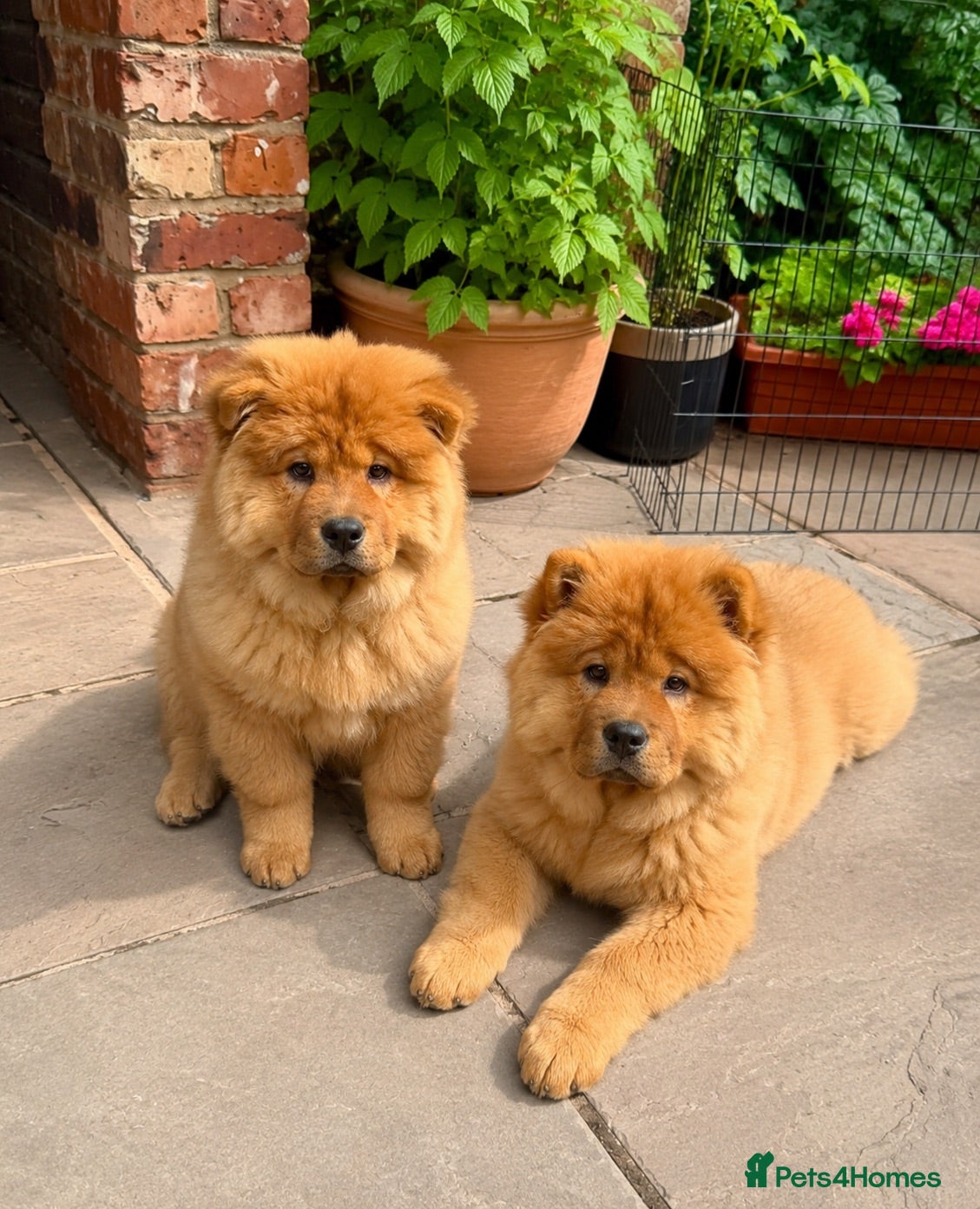 Chow Chow dogs LAST TWO 🐻‍❄️ Beautiful Red Chow Chow Puppies  - Advert 12