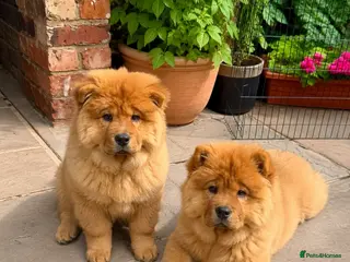 Chow Chow dogs LAST TWO 🐻❄️ Beautiful Red Chow Chow Puppies - Advert 12