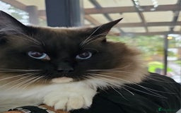 Ragdoll cats for sale: Stunning ragdoll kittens  - Image 5