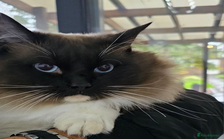 Ragdoll cats - Advert 9