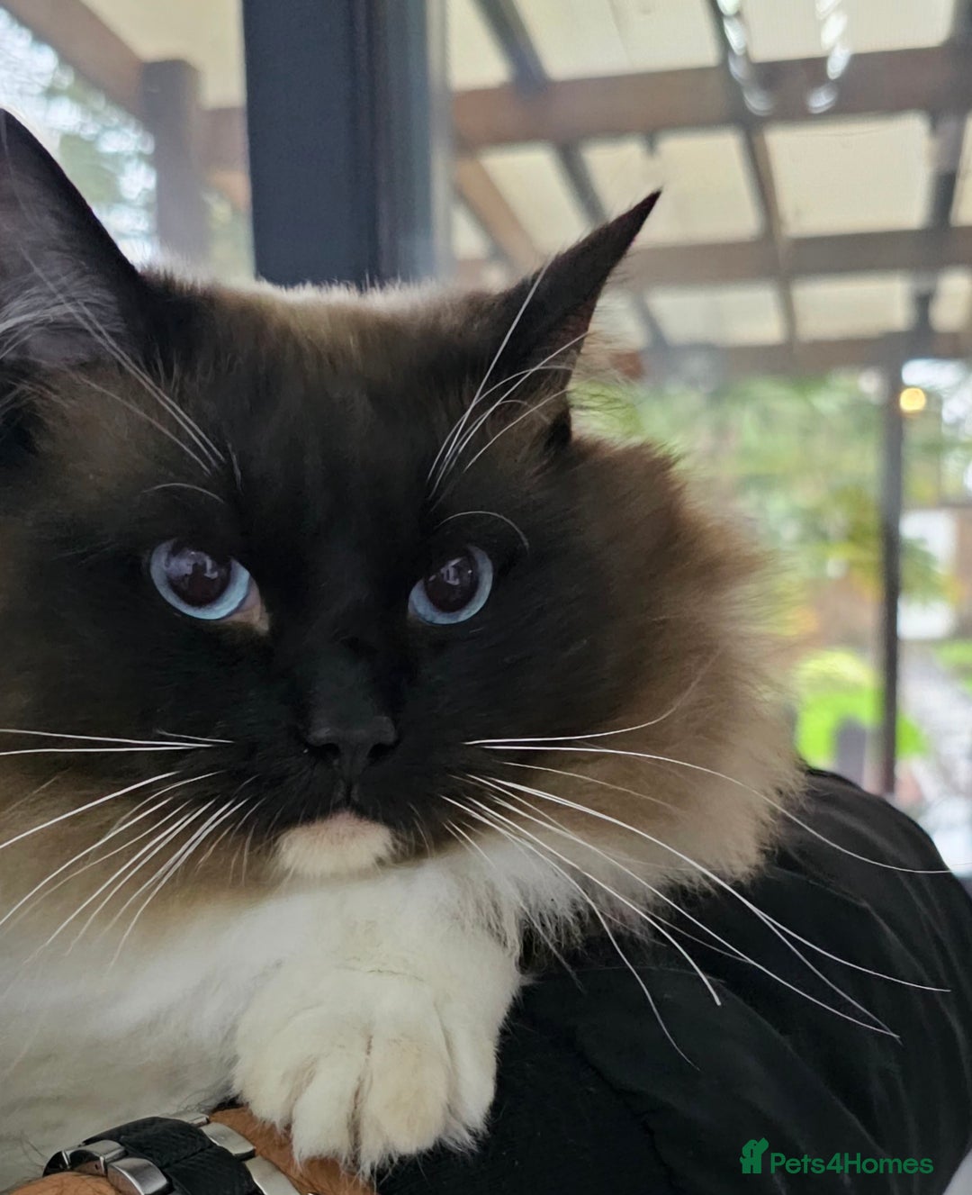 Ragdoll cats for sale: Stunning ragdoll kittens  - Image 5