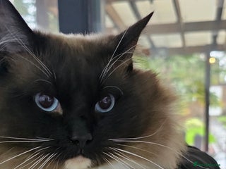 Ragdoll cats - Advert 19