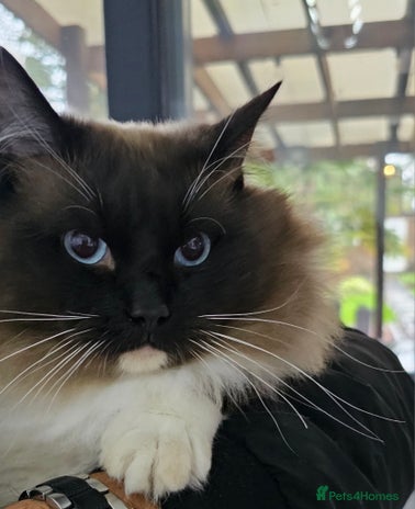 Ragdoll cats - Advert 9