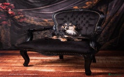 Miniature Dachshund dogs for stud: Black&Cream Miniature LongCoat (CarriesChoc) 3.9kg in Dalry - Image 9