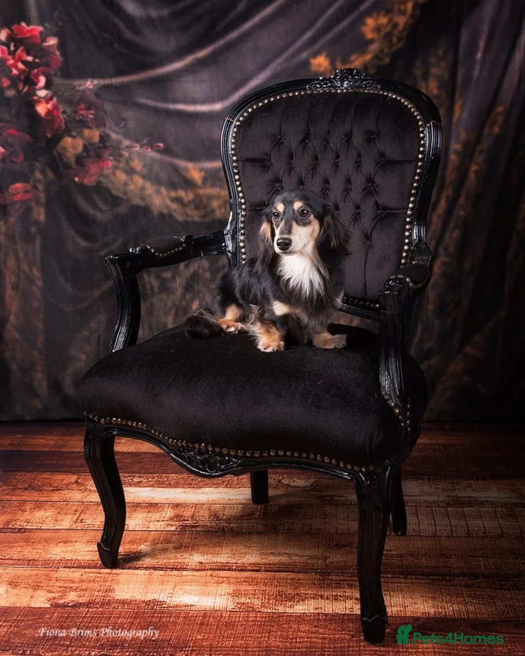 Miniature Dachshund dogs for stud: Black&Cream Miniature LongCoat (CarriesChoc) 3.9kg in Dalry - Advert 9