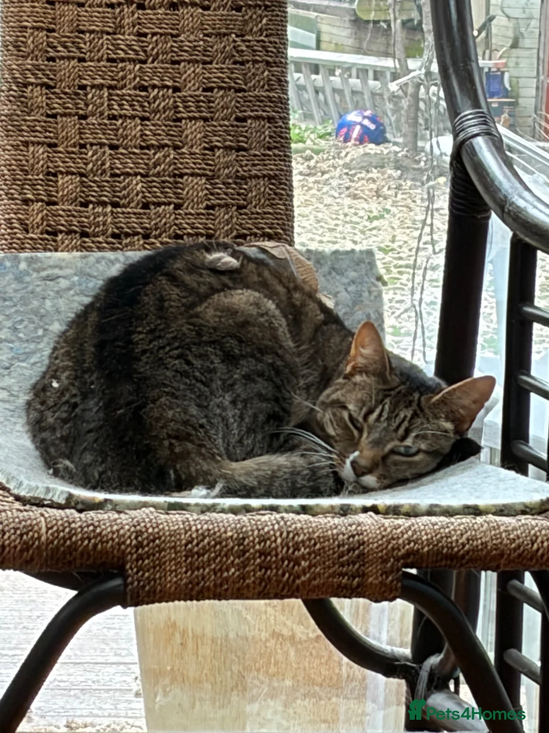 Mixed Breed cats for sale: Cookie  - Advert 5