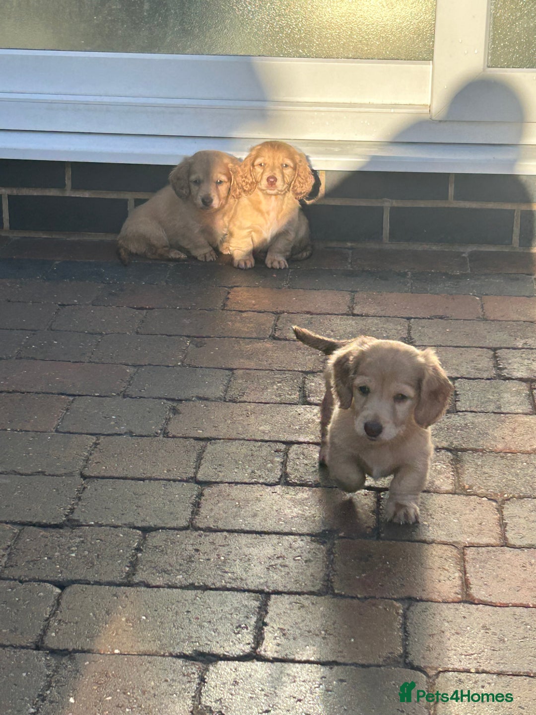 Miniature Dachshund dogs for sale: Miniature long hair English cream dachshunds  - Advert 3