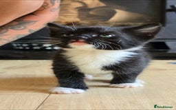 British Shorthair cats for sale: ***150***ONO Beautiful kittens need a new home. - Image 6