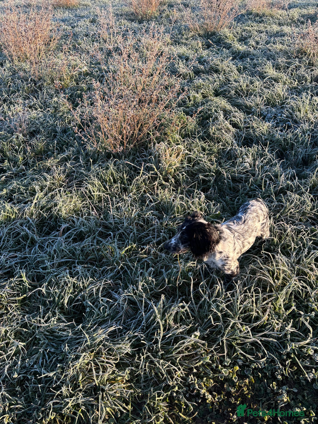 Cocker Spaniel dogs for sale: Gorgeous Cocker Spaniel Puppy - 6 months  - Advert 2