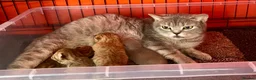 British Shorthair cats for sale: Stunning Purebred BSH - Vaccinated & Microchipped - Advert 11