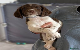 English Springer Spaniel dogs for sale: English springer spaniel  - Image 5