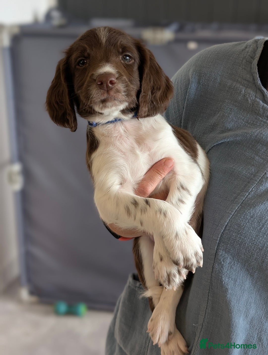 English Springer Spaniel dogs for sale: English springer spaniel  - Image 5